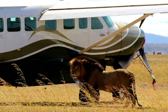 2 Days Masai Mara Air Safari